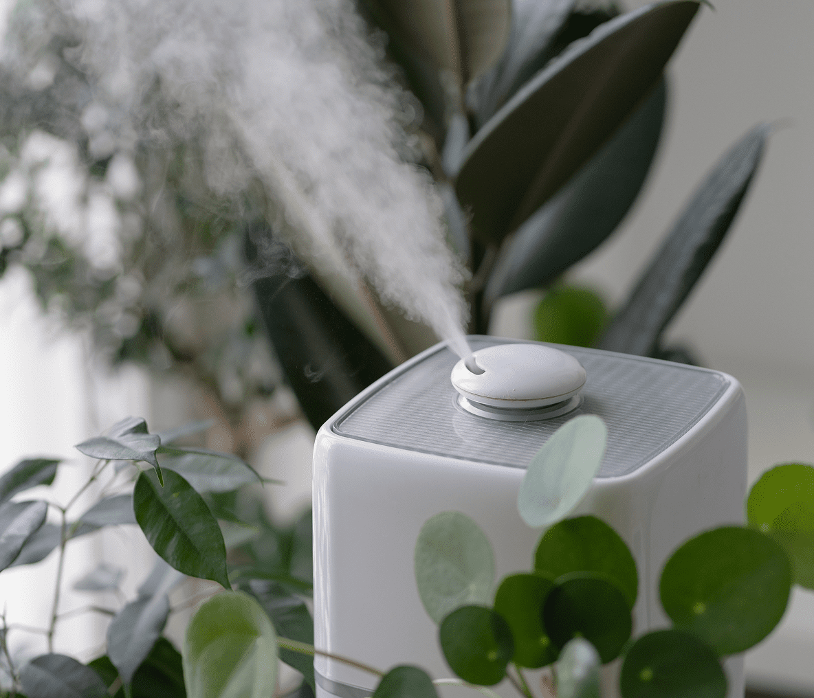 White humidifier surrounded by houseplants
